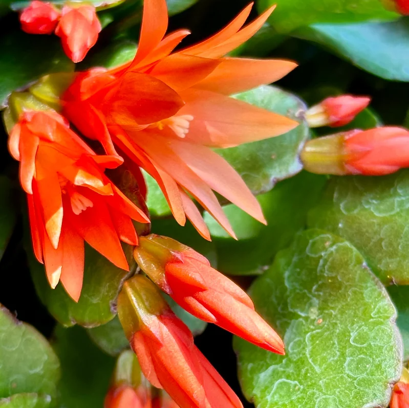 Orange Easter Cactus Plant Live for Planting, Easter Cactus Plant, Orange Spring Cactus Plant Perennial Flower Easter Cactus for Indoor Garden, 4 to 6 Inch Tall, No Pot