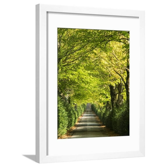 Italy, Tuscany. Tree Lined Road in the Chianti Region of Tuscany Framed Print Wall Art By Julie Eggers