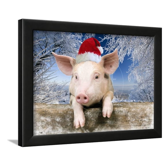 Piglet Looking over Fence Wearing Christmas, Animals Scenic Framed Art Print Wall Art Sold by Art.Com