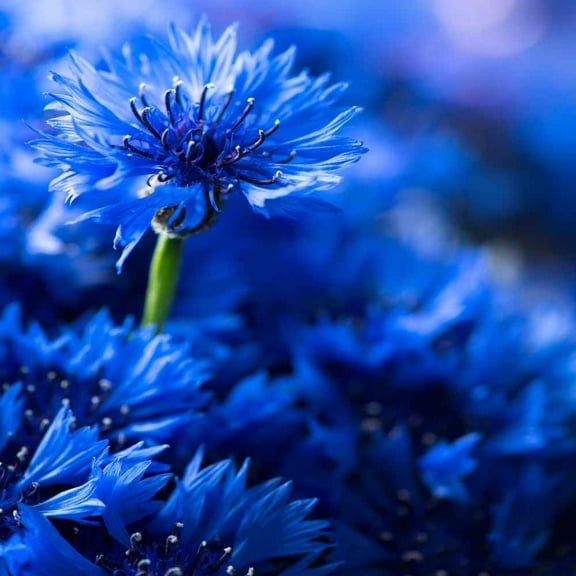 Outsidepride Cornflower Wildflower Seed - 1/4 LB