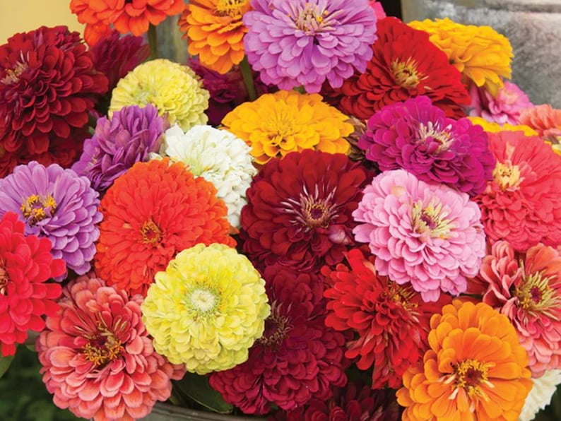 30 Zinnia Seeds - Dahlia Flowered Mixture - Zinnia - Flower Mix for Planting
