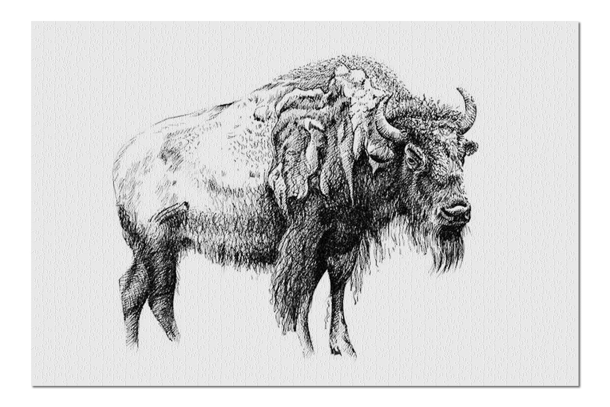Bison Sketch