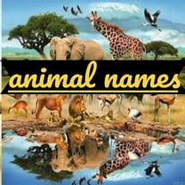 Animal names: Types of animals (Paperback)