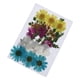 thumbnail image 5 of 1 Paquete de Hojas Secas Zulema Naturales Prensadas para Manualidades, 5 of 8