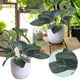 thumbnail image 2 of 1 Unidad De Plantas Artificiales En Maceta, Plantas Verdes, Bonsáis Con Maceta Redonda Blanca, 2 of 6