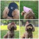 thumbnail image 3 of Gorras de gato para mascotas, gorra Oxford sólida de verano para cachorros, gorra con visera de béisbol para perros, gorra para el sol al aire libre, accesorios para mascotas Chihuahua WD.WDQZL Cocina, 3 of 5