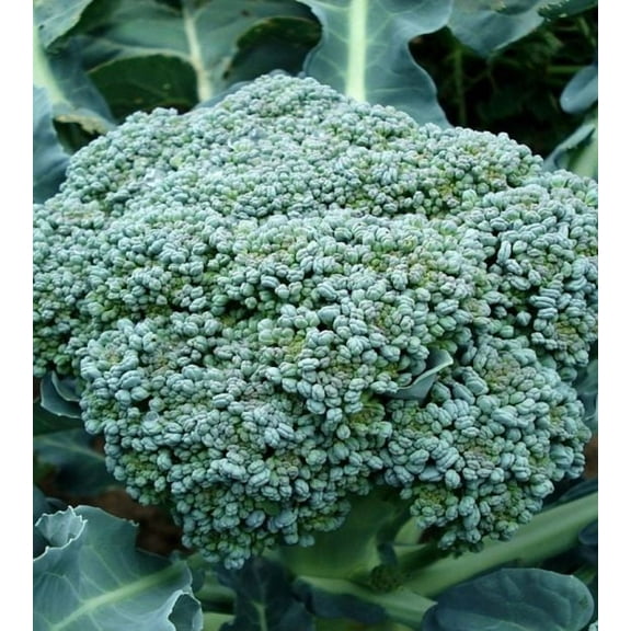 2000 Waltham 29 Broccoli Seeds, Non-GMO by Mai's Family