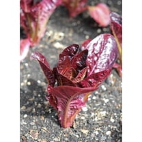 Rouge d'hiver Lettuce seeds