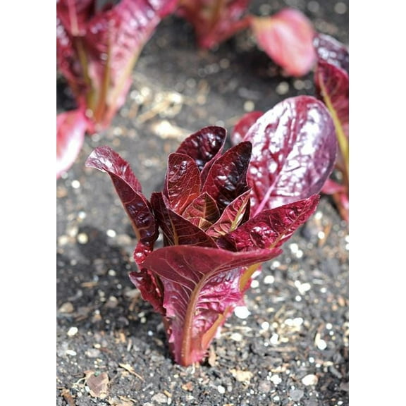 Rouge d'hiver Lettuce seeds