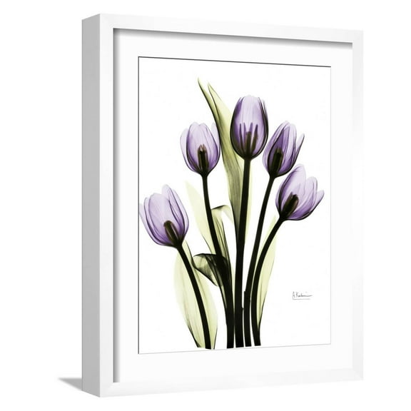 Art.com Regal Tulip B13 Art Print by Albert Koetsier, White Frame Wall Art, 17" x 21"