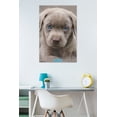 thumbnail image 2 of Keith Kimberlin - Puppy - Blue Eyes Wall Poster, 22.375" x 34", 2 of 2