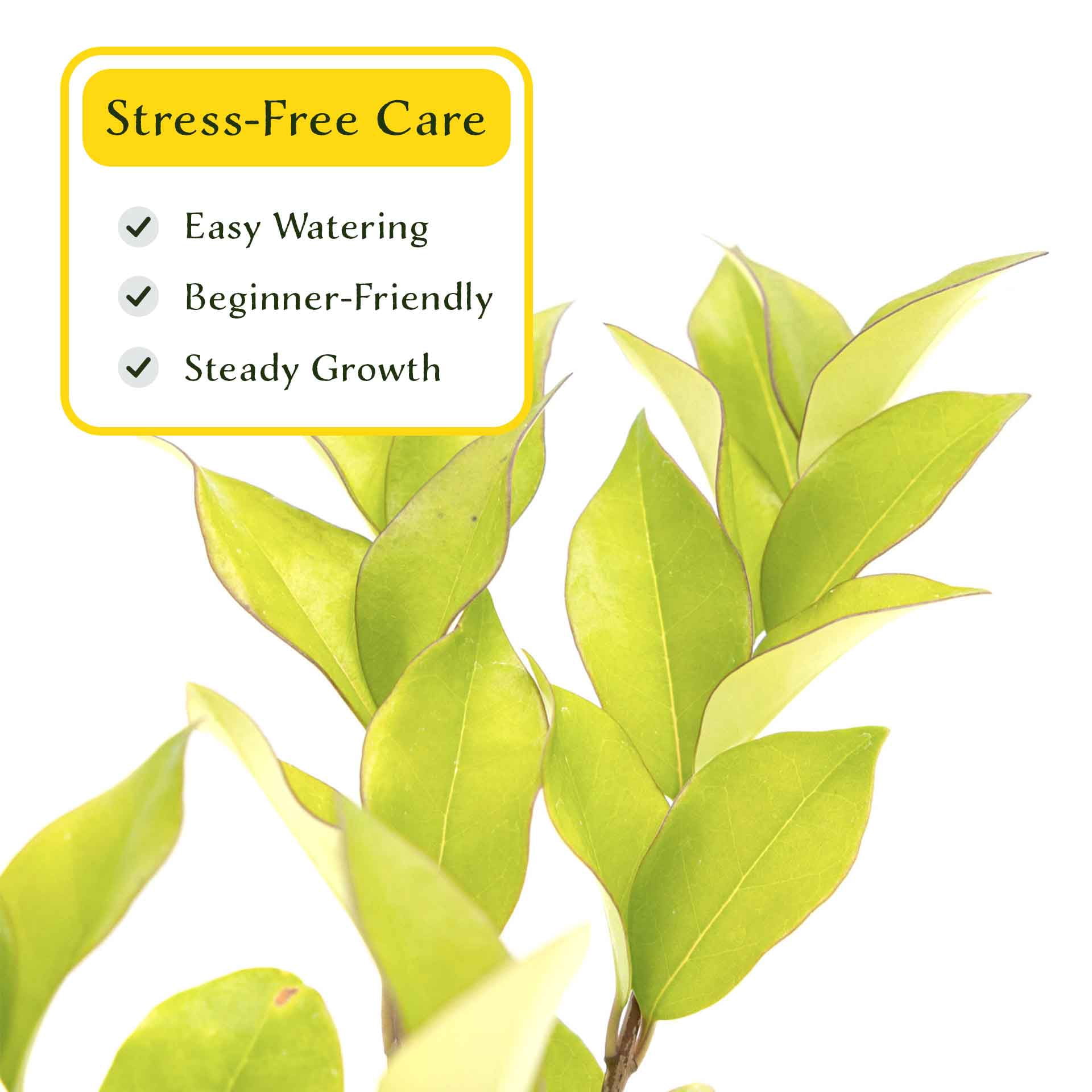 2 Waxleaf Privet Plants in 3.5” Cubes | Live Evergreen Shrub with Dense Glossy Foliage | Fast-Growing Perennial Hedge for Privacy Screens, Landscaping, & Containers (Ligustrum japonicum ‘Texanum’)