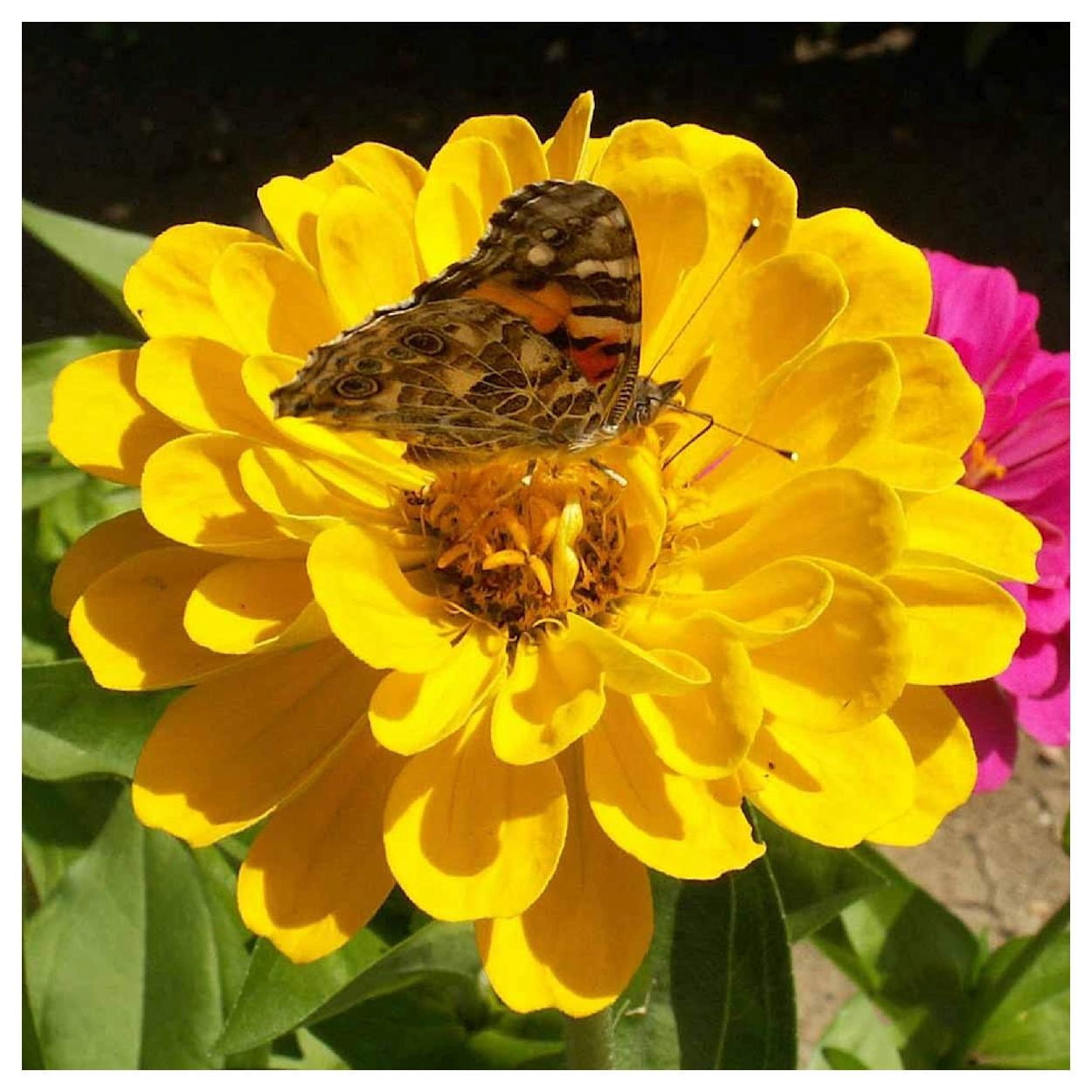 Everwilde Farms - 1 lb Canary Bird Zinnia Garden Flower Seeds - Gold Vault Bulk Seed Packet