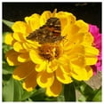 thumbnail image 2 of Everwilde Farms - 1 oz Canary Bird Zinnia Garden Flower Seeds - Gold Vault Bulk Seed Packet, 2 of 3