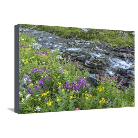 Canada, British Columbia, Selkirk Mountains. Wildflowers and stream in meadow. Stretched Canvas Print Wall Art By Jaynes