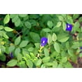 thumbnail image 2 of SEEDS == 20 Seeds - Blue Butterfly Pea -20 Seeds -Tropical Plant- Perfect for Trellis -Groundcover - Serendipity Seeds, 2 of 5