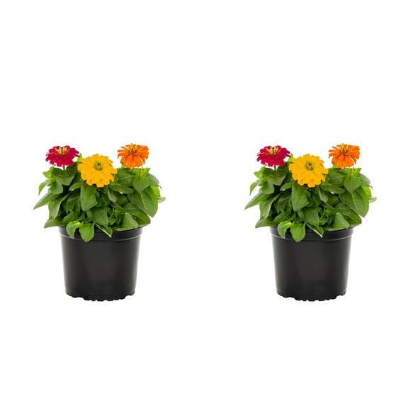 Expert Gardener 3QT Multicolor Zinnia Live Annual Plant Sun 2-Pack