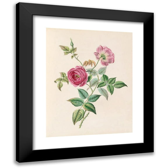 James Ackerman 12x14 Black Modern Framed Museum Art Print Titled - The Rose (1847)