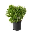 thumbnail image 1 of 2 Gallon Pee Gee Hydrangea, 1 of 6