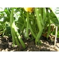 thumbnail image 3 of TomorrowSeeds - Burpee Stringless Green Bean Seeds - 90+ Count - For 2026 Planting USA Garden, 3 of 9