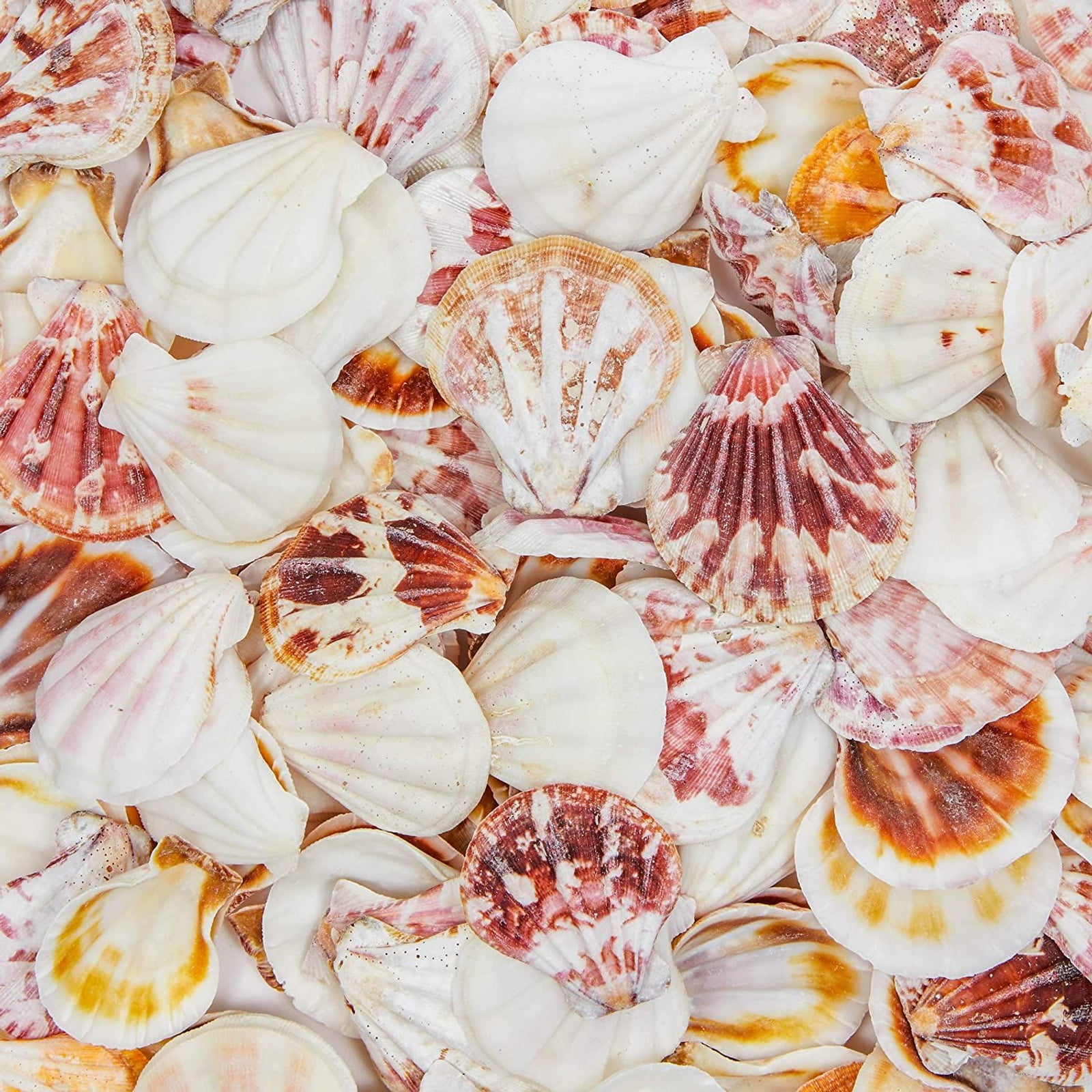 45g 6 'Harvest Moon' Pink Paper Scallop Sea Shells Crafts Wedding Decor 7-8cm 