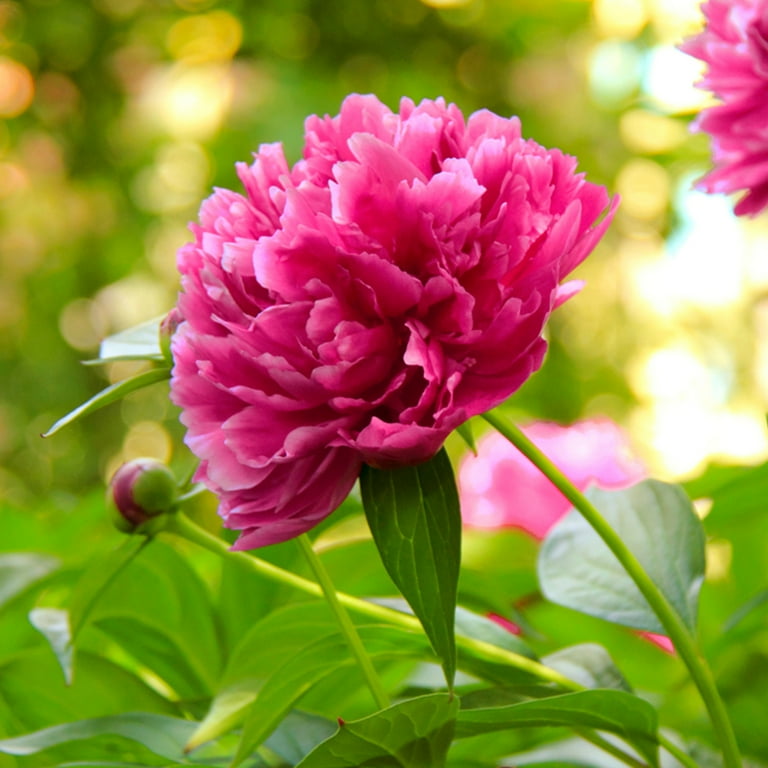Van Zyverden Patio Peony™ Rome, Dormant Bare Root Plant Van Zyverden Patio Peony™ Rome, Dormant Bare Root Plant