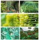 thumbnail image 3 of Red de jardín verde de 4 x 6 m, red antipájaros para proteger árboles frutales, verduras, flores, cultivos, guisantes y frijoles Electrónica, 3 of 5