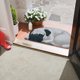 thumbnail image 1 of Alfombras de baño, alfombra 3D con temática de perro, felpudo de bienvenida de 87 x 40 cm, antideslizante, para verano, divertidas y novedosas, para decoración de interiores y exteriores., 1 of 7
