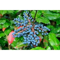 20 *Seeds OREGON GRAPE Holly Fruit Vine Hollyleaved Barberry Mahonia Aquifolium