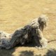 thumbnail image 5 of 4PCS Suit Hunt Camouflage Woodland 3D Ghillie Bionic Training Bowhunt Ghillie, 5 of 5