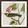 thumbnail image 5 of Art.com Avian Crop VI Art Print by John James Audubon, Brown Frame Wall Art, 38" x 38", 5 of 5