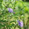 thumbnail image 2 of Blueberry Smoothie Rose of Sharon Althea Deciduous Flowering Shrub, in a 3 gallon pot, 2 of 3