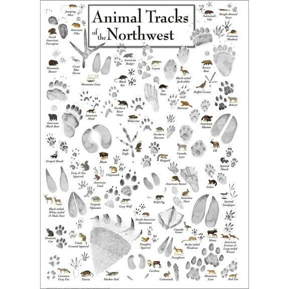 Water - Animal Tracks of the Northwest - Poster Student Animal Poster Birthday Gift Children's Room Poster Bedroom Decor Office Decor Gifts