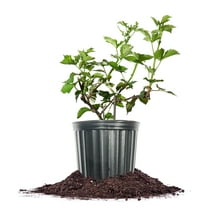 Navaho Blackberry Bush 3 Gallon