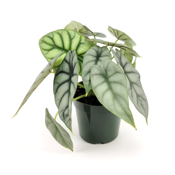 4 in. Alocasia Silver Dragon Plant in Grower Container (3-Pack)