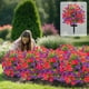 thumbnail image 2 of Artificial Morning Glory Ground Plant Faux Flower,Faux Orchid Style Potted Plant Lifelike Floral Decor for Home Office, 2 of 5