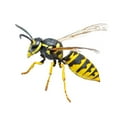 thumbnail image 3 of Black Flag HG-11076 18 oz Can of Flying Insect Mosquito Fly Wasp Hornet Kill Spray, 3 of 3
