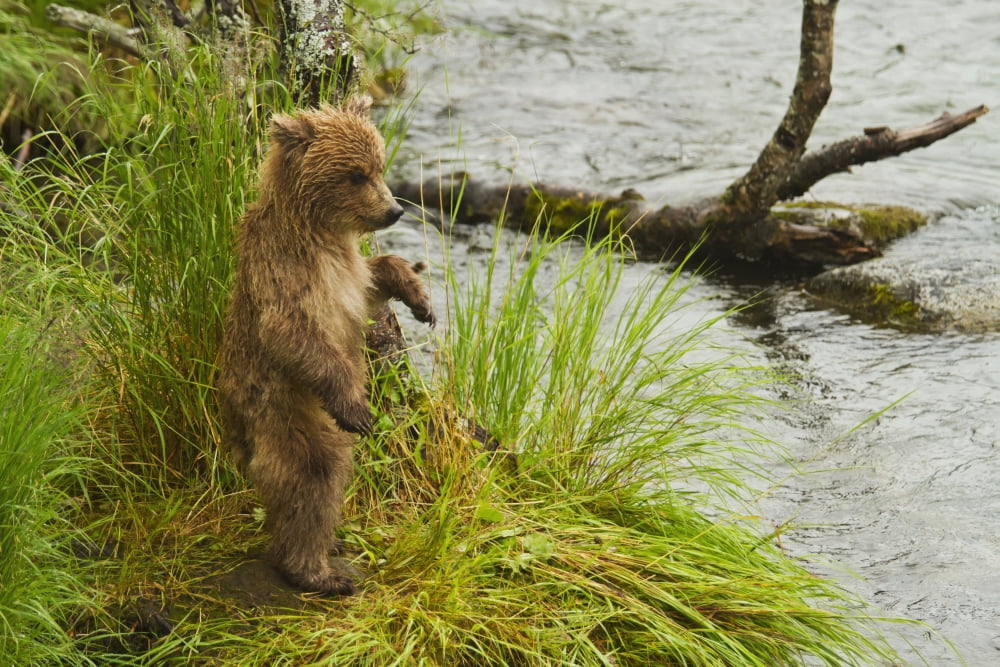 Brown bear (Ursus arctos) cub standing in grass at edge of Brooks River in rain while mother is fishing for salmon Katmai National Park Southwestern Alaska Canvas Art - Gary Schultz Design Pics (38 x