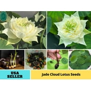 5 Rare Seeds| Jade Cloud Lotus Seeds - Indian Lotus (Nelumbo nucifera) Seeds - Flower Seeds - B3G1 #Q061