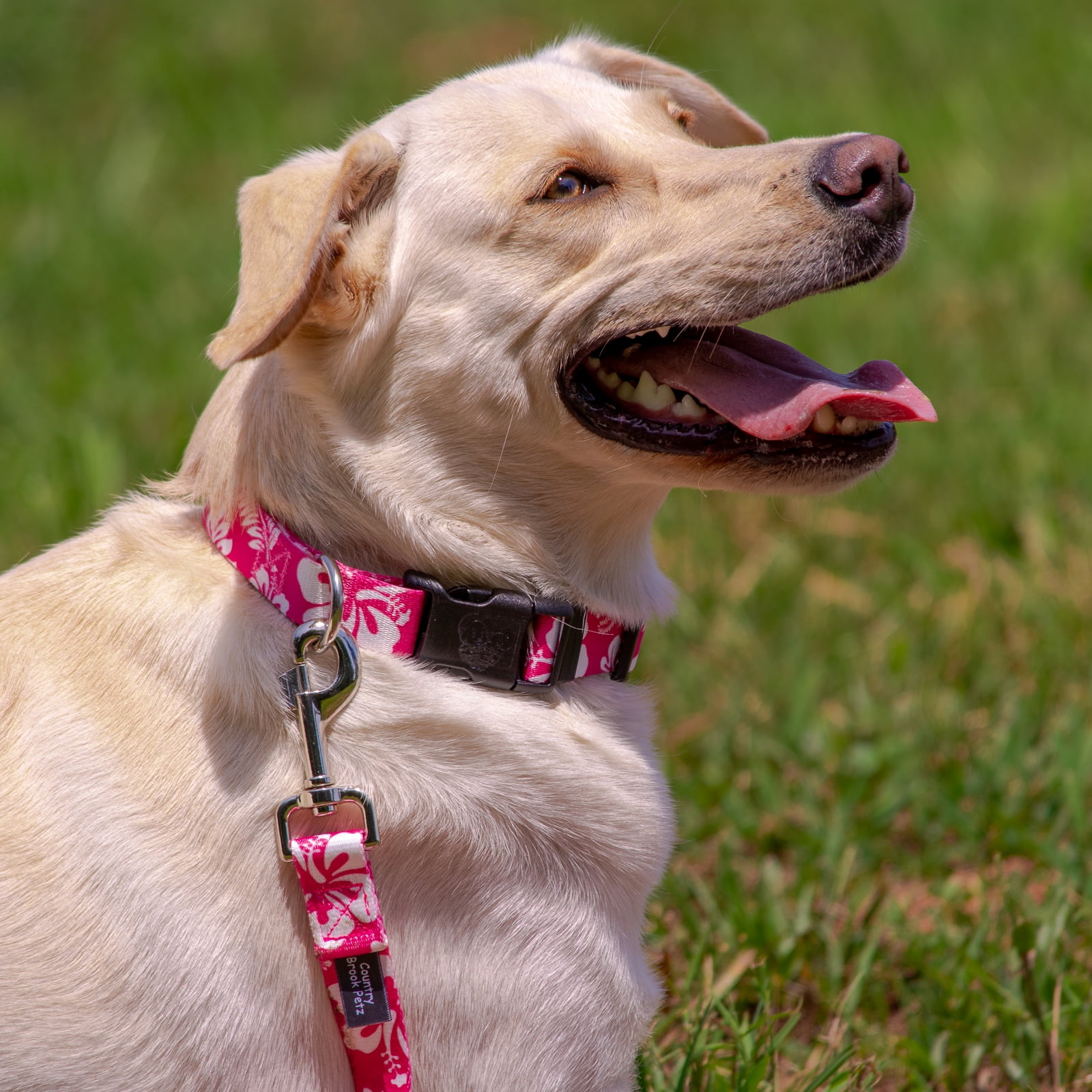 Country Brook Petz® Pink Hawaiian Everyday Dog Collar and Leash, Small