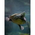 thumbnail image 2 of Fitzharris, Tim 19x24 Gold Ornate Wood Framed with Double Matting Museum Art Print Titled - Malaysian pond turtle, 2 of 4