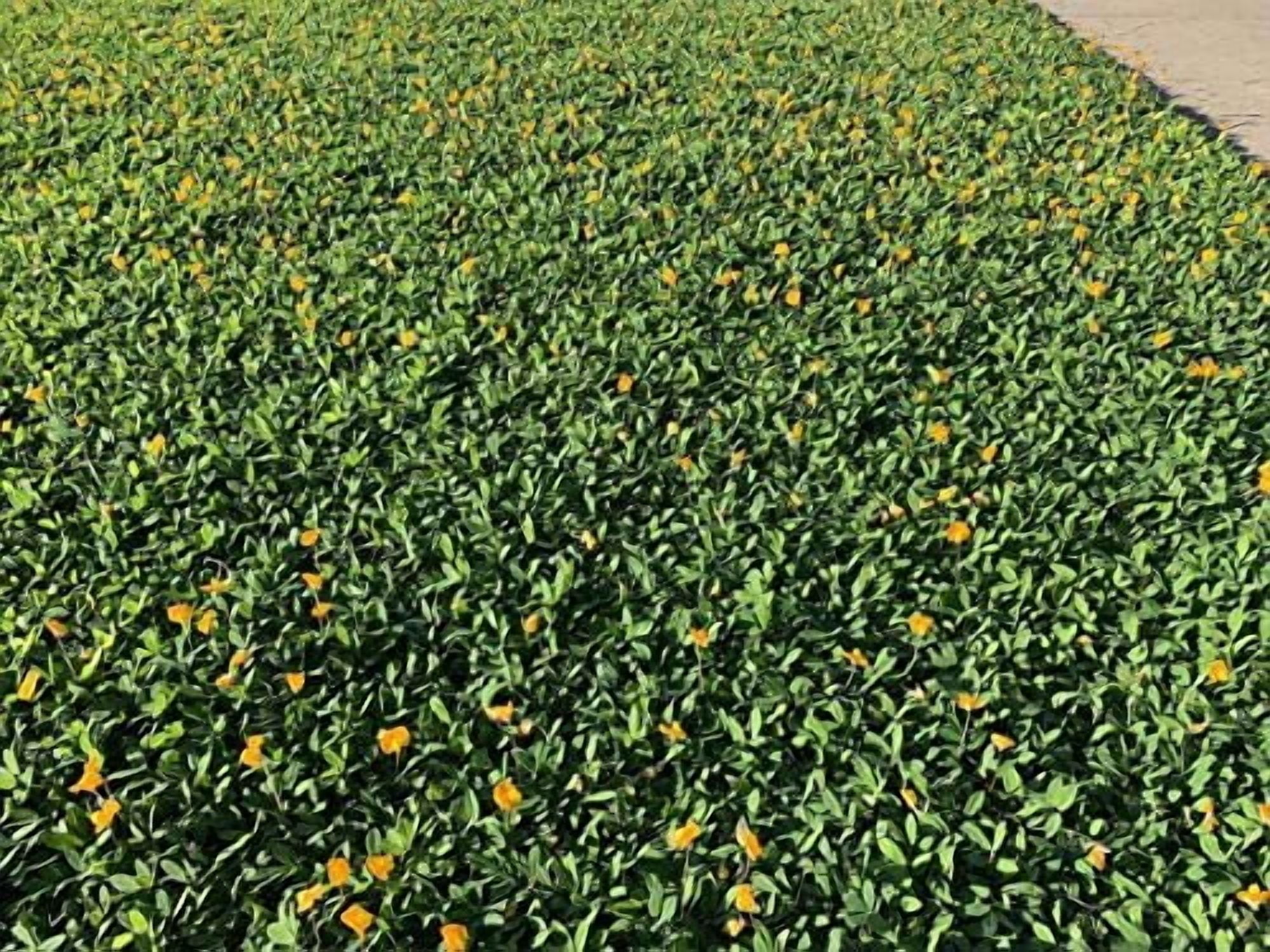 EcoTurf Perennial Peanut Grass - 3 Live Plants - Arachis Glabrata - Drought Tolerant Low Maintenance Ground Cover