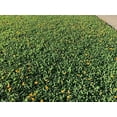 thumbnail image 4 of EcoTurf Perennial Peanut Grass - 3 Live Plants - Arachis Glabrata - Drought Tolerant Low Maintenance Ground Cover, 4 of 9