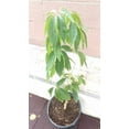Vernon White Sapote Tropical Fruit Trees