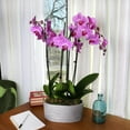 Just Add Ice 16-30" Valentine's Day Pink Orchid Live Plant in 10 ...