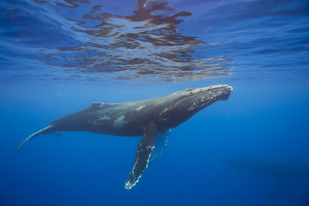 Humpback Whale (meg