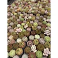 thumbnail image 6 of 10PCS Assorted Live Succulents Plants with 2''Pot, Starters, Garden Lovers, DIY Projects, Wedding Favors, 6 of 7