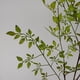 thumbnail image 5 of Planta Artificial Planta Verde Nandina Simulación Planta Rama Decoración Del Hogar, 5 of 8