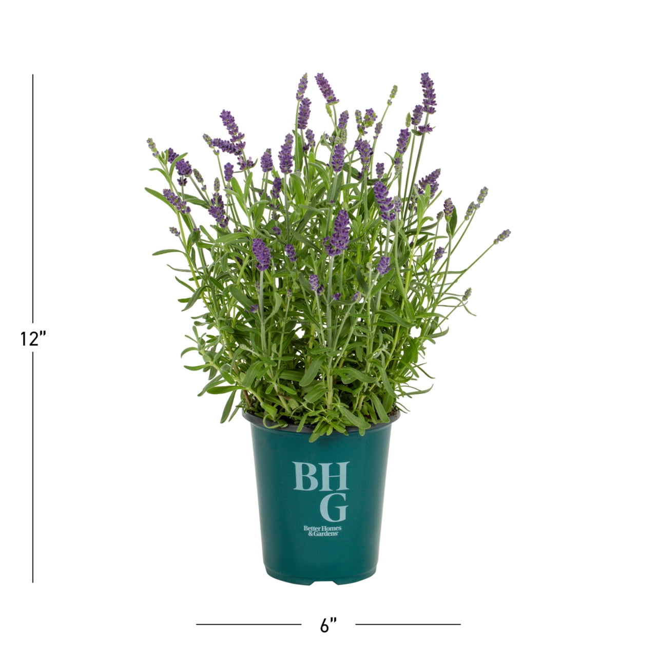 Better Homes & Gardens 1.5PT Lavender Live Perennial Plant Sun 5-Pack