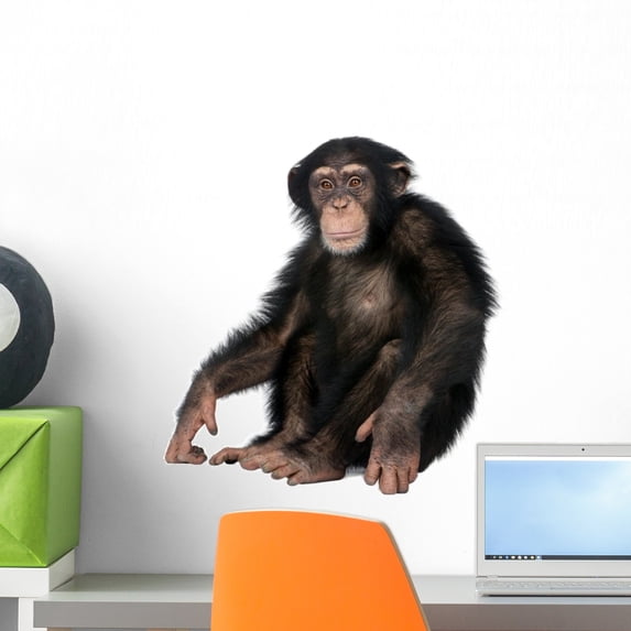 Young Chimpanzee Wall Decal by Wallmonkeys Peel and Stick Graphic (18 in W x 17 in H) WM6458